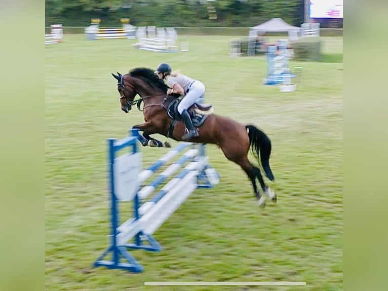 Caballo de deporte alemán Caballo castrado 8 años 165 cm Castaño in Thale