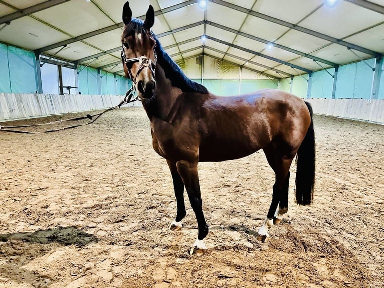 Caballo de deporte alemán Caballo castrado 8 años 165 cm Castaño in Thale