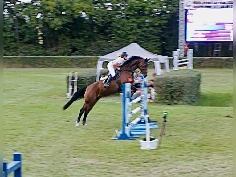 Caballo de deporte alemán Caballo castrado 8 años 165 cm Castaño in Thale