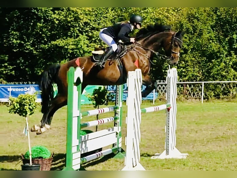 Caballo de deporte alemán Caballo castrado 8 años 165 cm Castaño in Thale