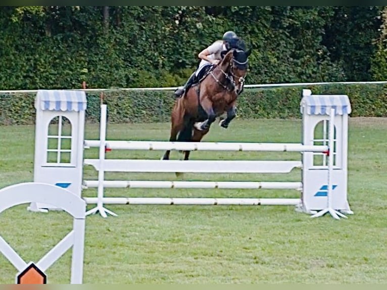 Caballo de deporte alemán Caballo castrado 8 años 165 cm Castaño in Thale