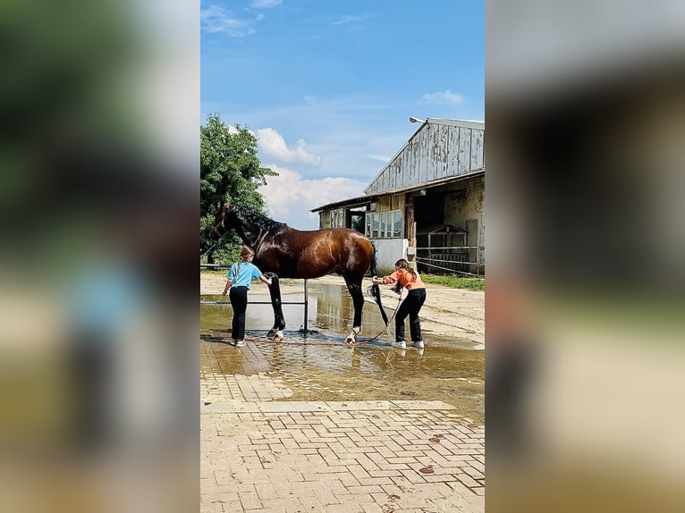 Caballo de deporte alemán Caballo castrado 8 años 165 cm Castaño in Thale