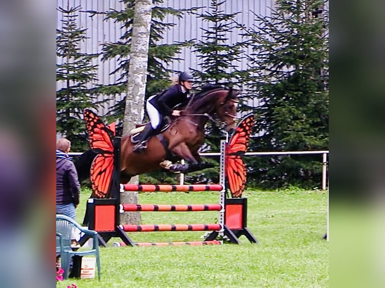 Caballo de deporte alemán Caballo castrado 8 años 165 cm Castaño in Thale