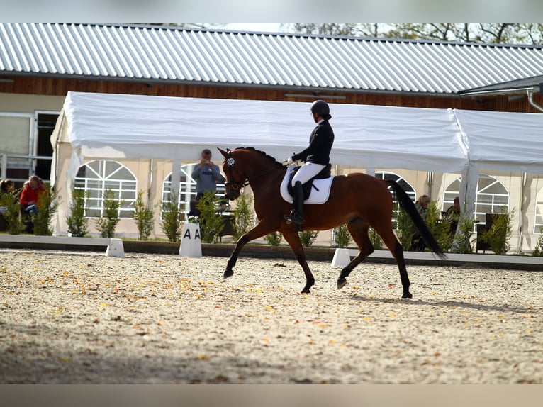 Caballo de deporte alemán Caballo castrado 8 años 166 cm Castaño in Pellingen