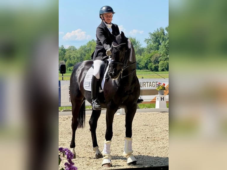 Caballo de deporte alemán Caballo castrado 8 años 166 cm Negro in Finsing