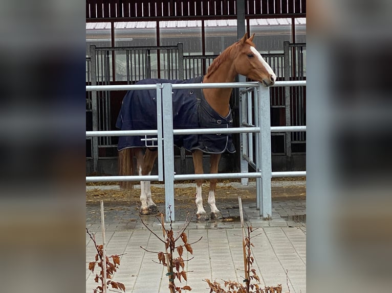 Caballo de deporte alemán Caballo castrado 8 años 167 cm Alazán in Winnenden