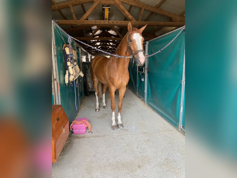 Caballo de deporte alemán Caballo castrado 8 años 167 cm Alazán in Winnenden