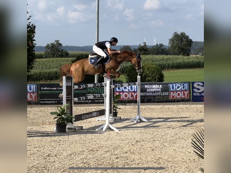 Caballo de deporte alemán Caballo castrado 8 años 167 cm Alazán in Winnenden