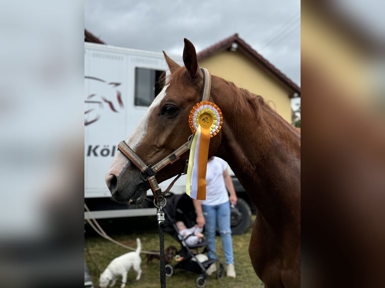 Caballo de deporte alemán Caballo castrado 8 años 167 cm Alazán in Winnenden