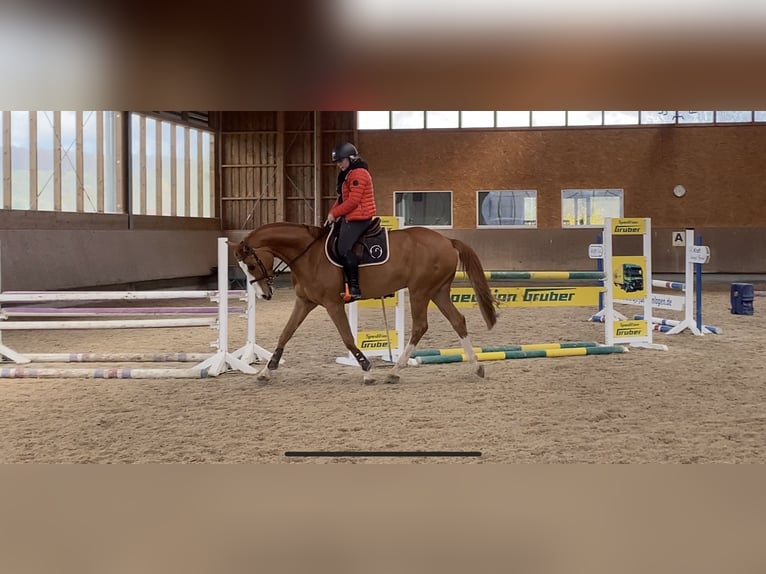 Caballo de deporte alemán Caballo castrado 8 años 167 cm Alazán in Winnenden