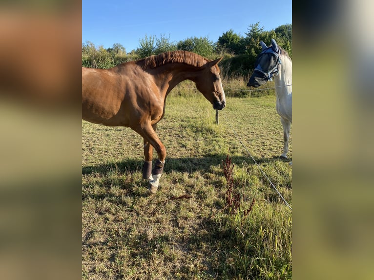 Caballo de deporte alemán Caballo castrado 8 años 167 cm Alazán in Winnenden