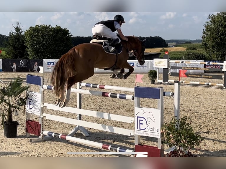 Caballo de deporte alemán Caballo castrado 8 años 167 cm Alazán in Winnenden