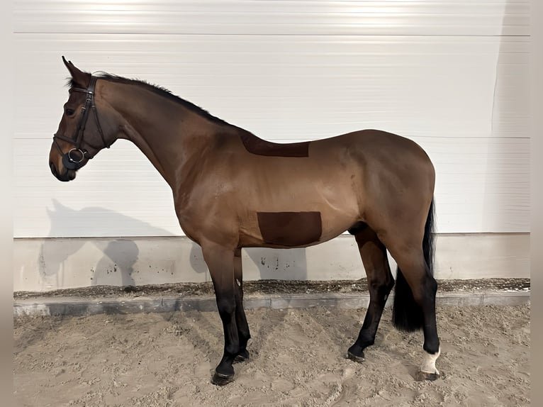 Caballo de deporte alemán Caballo castrado 8 años 167 cm Castaño in Kamenz