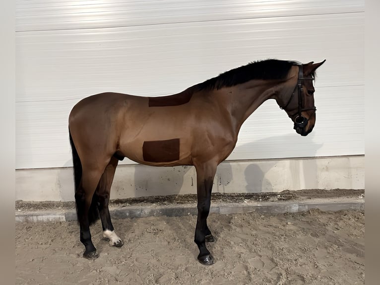 Caballo de deporte alemán Caballo castrado 8 años 167 cm Castaño in Kamenz