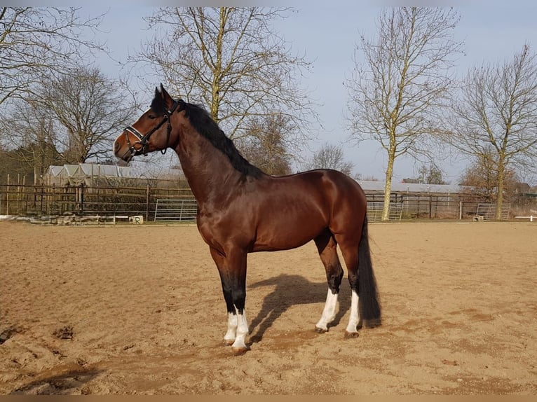 Caballo de deporte alemán Caballo castrado 8 años 168 cm Castaño in Hamburg