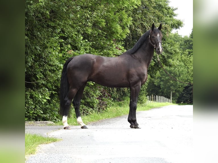 Caballo de deporte alemán Caballo castrado 8 años 168 cm Negro in Verl