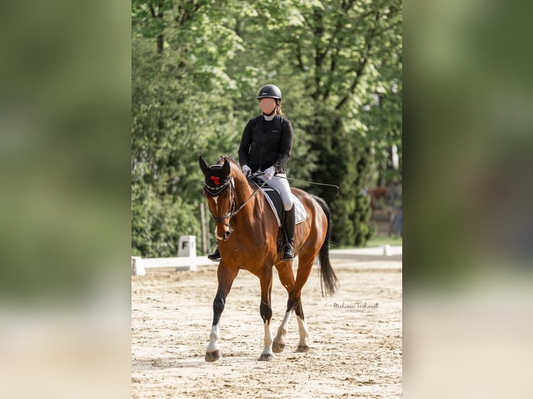 Caballo de deporte alemán Caballo castrado 8 años 169 cm Castaño in Nettetal