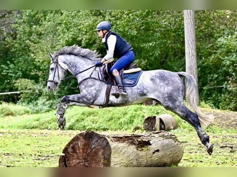Caballo de deporte alemán Caballo castrado 8 años 169 cm Tordo in Alzey