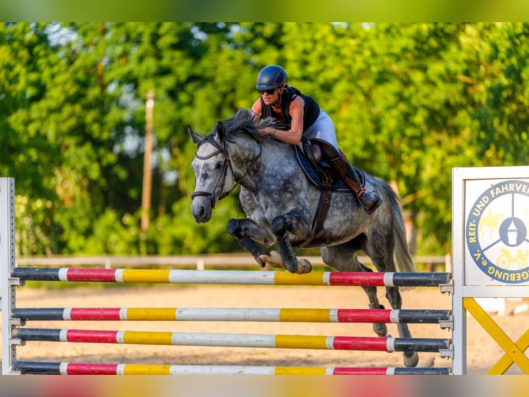 Caballo de deporte alemán Caballo castrado 8 años 169 cm Tordo in Alzey