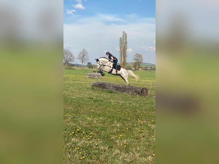 Caballo de deporte alemán Caballo castrado 8 años 169 cm Tordo rodado in Grabsleben