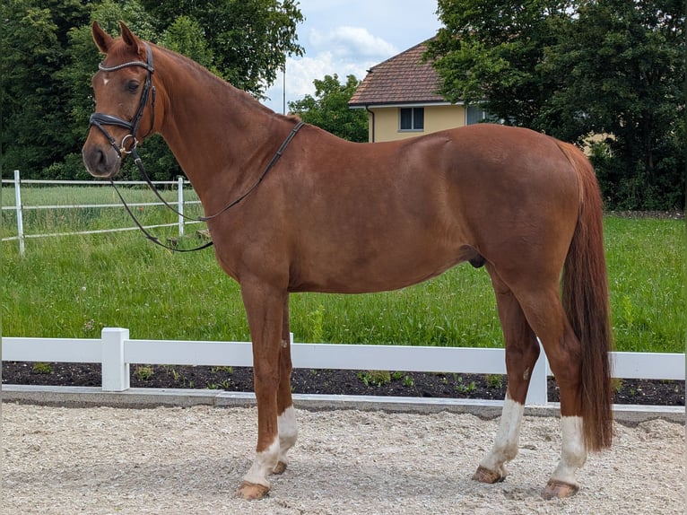 Caballo de deporte alemán Caballo castrado 8 años 170 cm Alazán in Otelfingen