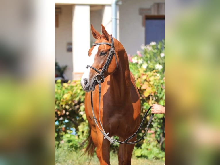 Caballo de deporte alemán Caballo castrado 8 años 170 cm Alazán in Békésszentandrás