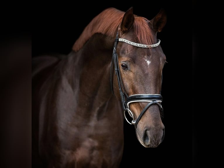 Caballo de deporte alemán Caballo castrado 8 años 170 cm Alazán-tostado in Großderschau