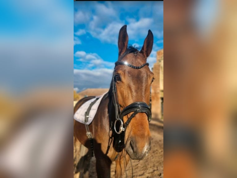 Caballo de deporte alemán Caballo castrado 8 años 170 cm Castaño in Hettstedt