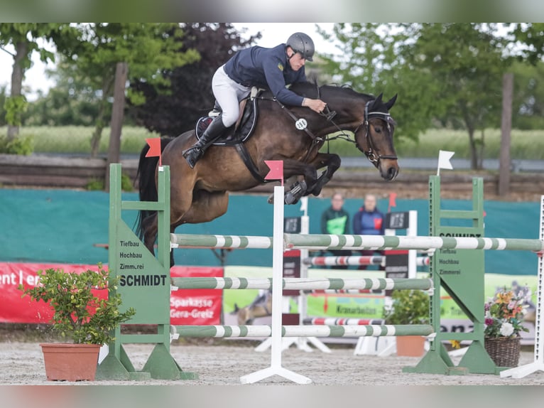 Caballo de deporte alemán Caballo castrado 8 años 170 cm Castaño in Jahnsdorf/ErzgebirgeLeukersdorf