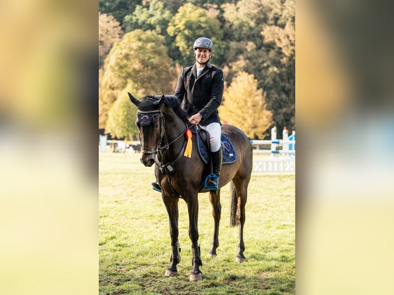 Caballo de deporte alemán Caballo castrado 8 años 170 cm Castaño in Jahnsdorf/ErzgebirgeLeukersdorf