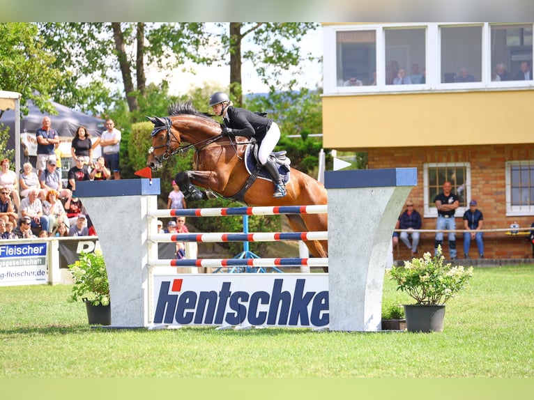 Caballo de deporte alemán Caballo castrado 8 años 170 cm Castaño in Lengenfeld