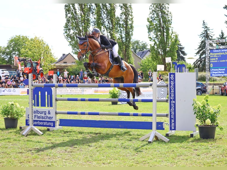 Caballo de deporte alemán Caballo castrado 8 años 170 cm Castaño in Lengenfeld