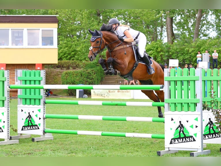 Caballo de deporte alemán Caballo castrado 8 años 170 cm Castaño in Lengenfeld