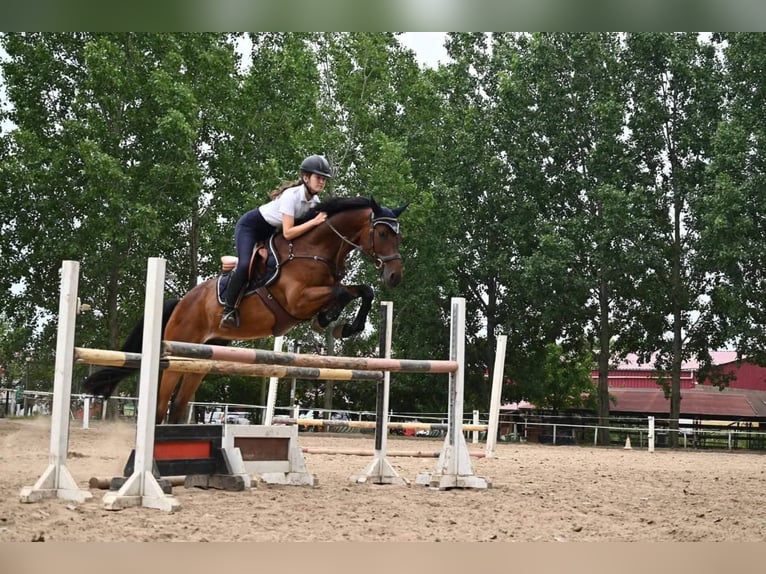 Caballo de deporte alemán Caballo castrado 8 años 170 cm Castaño oscuro in Neumarkt an der Raab