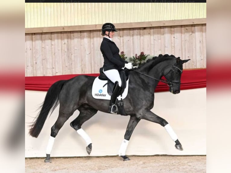 Caballo de deporte alemán Caballo castrado 8 años 170 cm Negro in Crailsheim