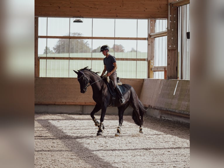 Caballo de deporte alemán Caballo castrado 8 años 170 cm Negro in Crailsheim