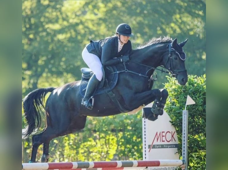 Caballo de deporte alemán Caballo castrado 8 años 170 cm Negro in Burgthann