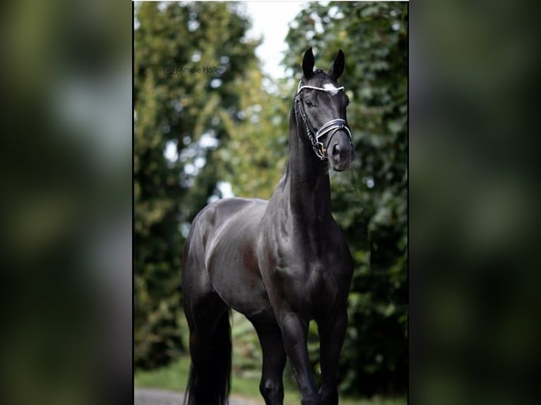 Caballo de deporte alemán Caballo castrado 8 años 170 cm Negro in Burgthann