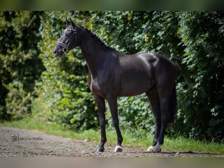 Caballo de deporte alemán Caballo castrado 8 años 170 cm Negro in Burgthann