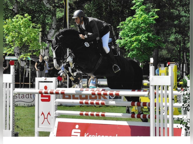 Caballo de deporte alemán Caballo castrado 8 años 170 cm Negro in Temecula
