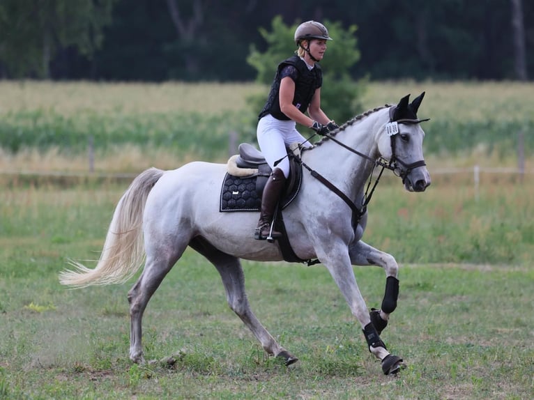 Caballo de deporte alemán Caballo castrado 8 años 170 cm Tordo in Leipzig