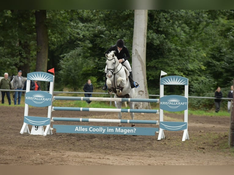 Caballo de deporte alemán Caballo castrado 8 años 170 cm Tordo in Kalbe