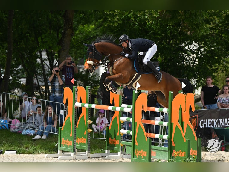 Caballo de deporte alemán Caballo castrado 8 años 171 cm Castaño in Eidenberg