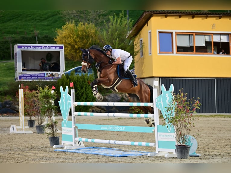 Caballo de deporte alemán Caballo castrado 8 años 171 cm Castaño in Eidenberg