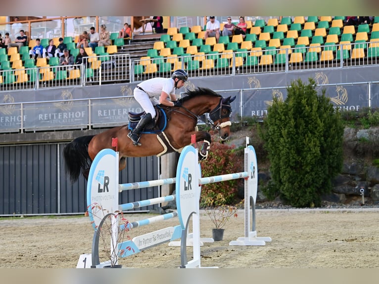 Caballo de deporte alemán Caballo castrado 8 años 171 cm Castaño in Eidenberg