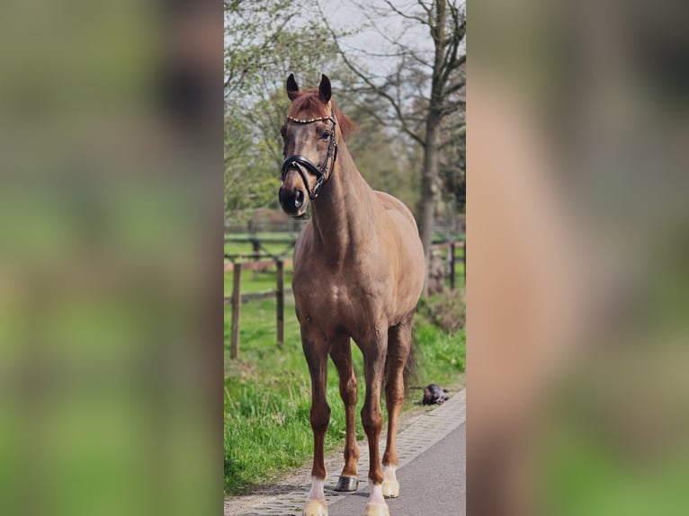 Caballo de deporte alemán Caballo castrado 8 años 172 cm Alazán-tostado in Someren