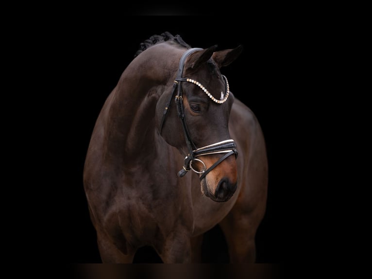 Caballo de deporte alemán Caballo castrado 8 años 172 cm Castaño oscuro in Wehringen