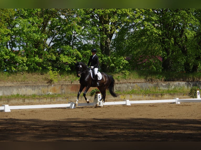 Caballo de deporte alemán Caballo castrado 8 años 172 cm Castaño oscuro in Griesheim