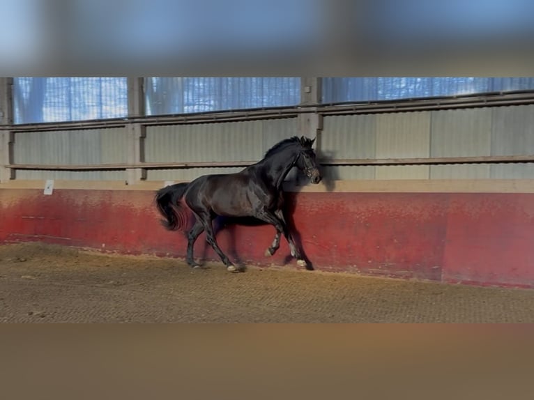 Caballo de deporte alemán Caballo castrado 8 años 172 cm Castaño oscuro in Friedrichshafen