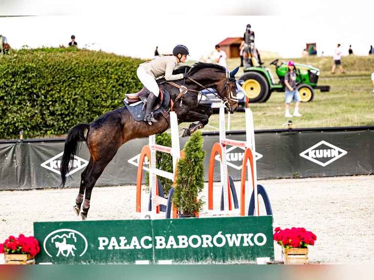 Caballo de deporte alemán Caballo castrado 8 años 172 cm Castaño oscuro in Zielona G&#xF3;ra
